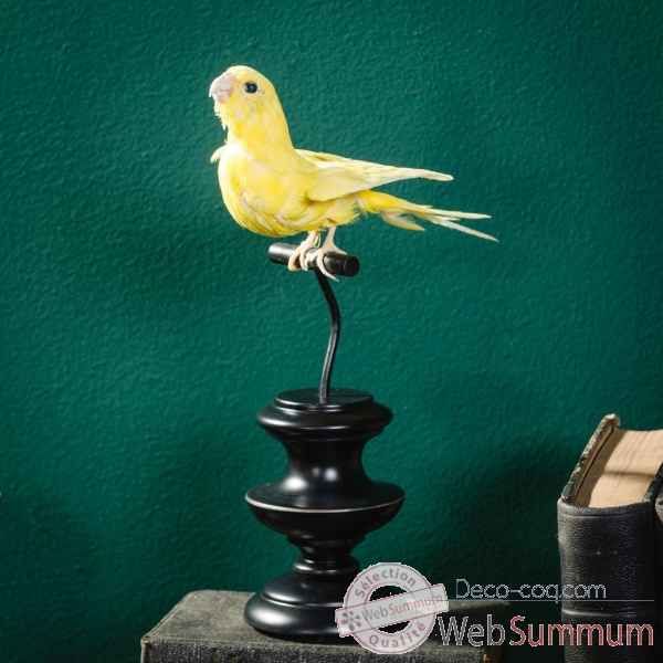 Oiseau empaillé perruche ondulée jaune Objet de Curiosité -PU645