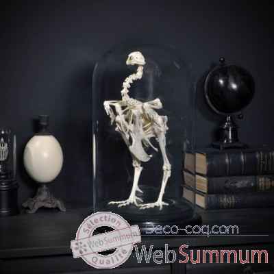 Squelette de coq sous globe Objet de Curiosité -AN175